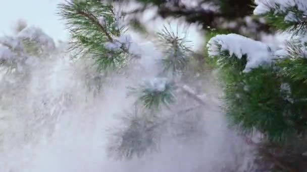 Bujna Zielona Gałąź Świerkowa Otrząsająca Się Białego Miękkiego Śniegu Piękna — Wideo stockowe