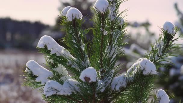 雪に覆われた緑の松の上に冷たい風に立って凍結森林を閉じるに揺れる 常緑針モミの木に横たわって白いふわふわの雪 冬の灰色の空に雪に覆われたトウヒの美しい景色 — ストック動画