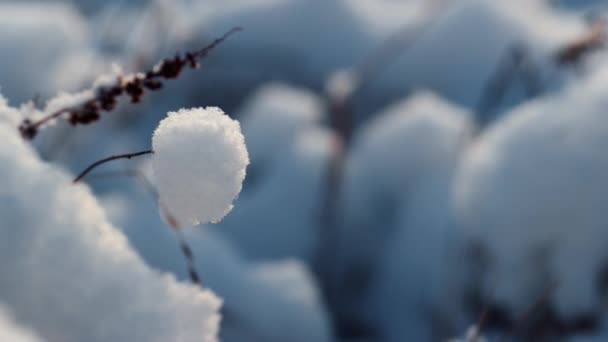 ふわふわの白い雪の霜の日の下で凍った草の棒を閉じます 雪原の柔らかい霜で覆われた乾燥雑草 柔らかい冬の日差しの牧草地で枯れて植生を照らす 寒い季節 — ストック動画