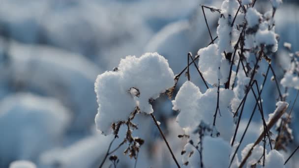 Bevroren Droge Planten Bedekt Witte Vorst Prachtig Veld Close Fluffy — Stockvideo