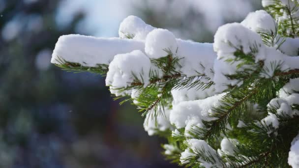 Vackra Vintergröna Gran Grenar Täckt Mjuk Fluffig Snö Närbild Lysande — Stockvideo