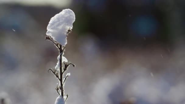 Одинокий Сухой Стебель Покрытый Толстой Крышкой Снега Стоящий Замерзшем Поле — стоковое видео