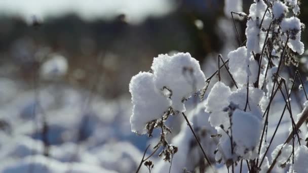 寒い冬の日に乾いた草を覆う優しいふわふわの雪の結晶 厚い層の柔らかい雪の下に立って乾燥した植生を枯らし閉じます 雪に覆われた自然の美しい冬の風景 — ストック動画