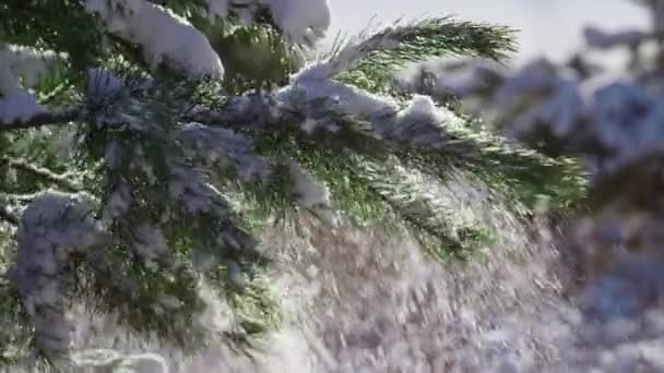美丽的常绿云杉在寒冷的阳光下从雪花上抖落下来 杉树覆盖着阳光灿烂的针叶林中的白雪 风景如画 寒冷的冬季风景 寒冷的天气 — 图库视频影像