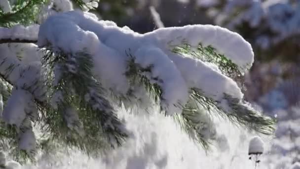 Λευκό Παχύ Στρώμα Χιονιού Που Καλύπτει Κλαδί Ερυθρελάτης Στο Χειμερινό — Αρχείο Βίντεο