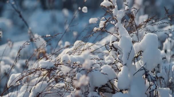 Сухая Снежная Растительность Покрывала Пушистые Снежинки Замёрзшем Поле Крупным Планом — стоковое видео
