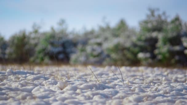 Vit Ojämn Yta Snötäckt Markäng Solig Vinterdag Fluffig Ren Snö — Stockvideo