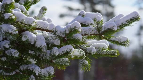 緑の雪の枝針葉樹の木を閉じる 雪と美しい冬の風景は トウヒの霜の日に落ちます 美しい森の冬に雪が降る 冷たい空気の中でゆっくりと渦巻く雪片 — ストック動画