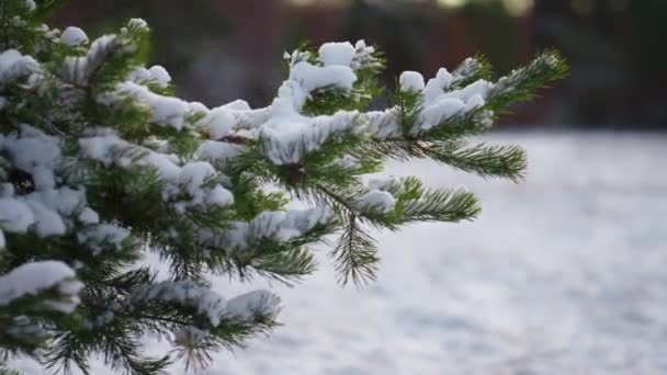结冰的绿色云杉枝条从蓬松的白色雪地上抖落 小雪花飘扬的风飘落在雪地上 美丽的冬季风景白雪覆盖的针叶林 — 图库视频影像