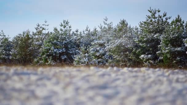 Donmuş Genç Karlı Kozalaklı Orman Mavi Kış Gökyüzünün Önünde Güzel — Stok video