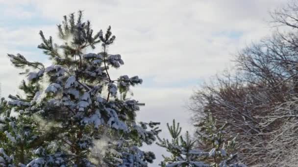 Maravillosa Vista Abeto Nevado Pie Invierno Bosque Congelado Nieve Espesa — Vídeos de Stock