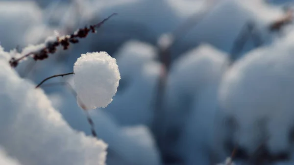 Detailní Mražená Tráva Držet Pod Nadýchaný Bílý Sníh Mrazivý Den — Stock fotografie
