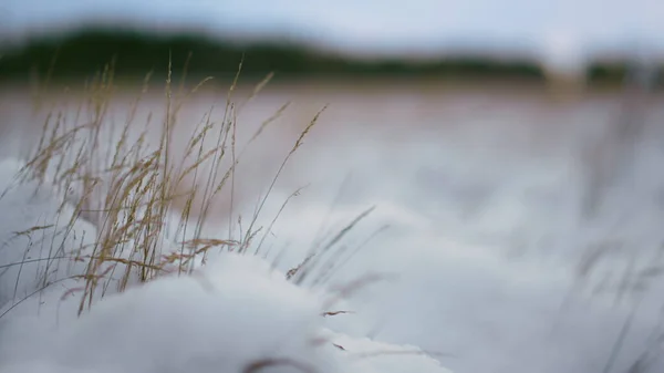 干枯的积雪覆盖的草地在寒风中摇曳 美丽的空旷草地上覆盖着结冰的植被 厚厚的白雪覆盖着厚厚的白层 冬季从森林草坪突出的稀疏杂草 — 图库照片