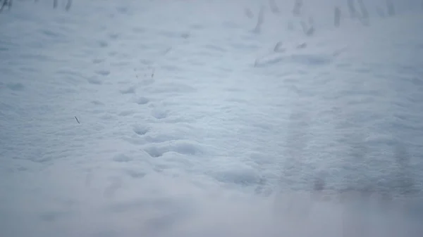 Nieve Blanca Pura Yaciendo Tierra Campo Vacío Cerca Paisaje Tranquilo —  Fotos de Stock