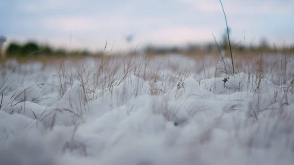 Frozen dried grass covered soft fallen snow close up. Thin withered plants sticking out from layer white snowflakes. Calm winter scenery snowbound meadow under gloomy sky. Cold season nature concept.