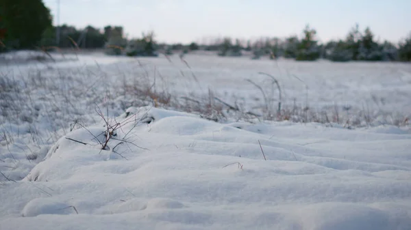Fagyasztott Havas Erdei Rét Száraz Fűvel Hideg Téli Időjárás Közeli — Stock Fotó