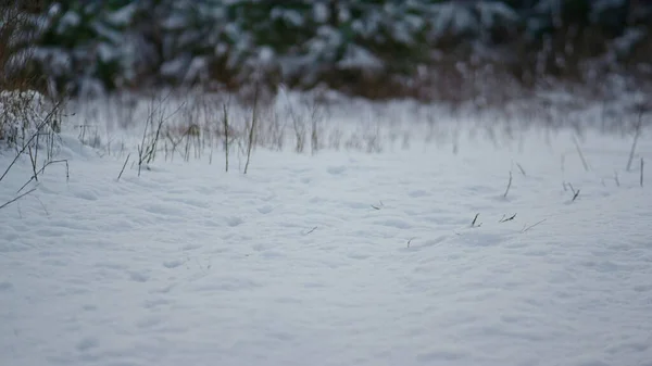 Vista Tranquila Del Suelo Cubierto Nieve Bosque Congelado Cerca Hierba —  Fotos de Stock