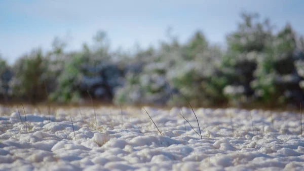 Bílá Nerovná Plocha Zasněžené Lesní Louky Slunečného Zimního Dne Fluffy — Stock fotografie