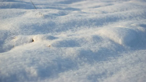 Primeros Planos Nieve Blanca Dispersa Suelo Con Vegetación Marchita Luz —  Fotos de Stock