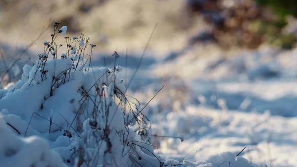 美丽的雪景与干草覆盖厚层白雪紧密相连 枯萎的积雪覆盖的植被屹立在结冰的田野上 阳光灿烂的冬日 冬季雪地景观 — 图库照片