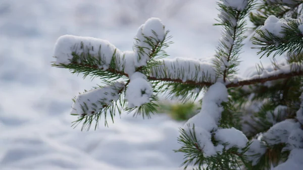 Снігові Соснові Гілки Ширяють Холодному Вітрі Трясуться Товстого Шару Білий — стокове фото