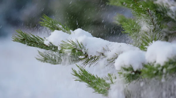 Зелені Гілочки Сосни Покрили Білий Пухнастий Сніг Крупним Планом Снігова — стокове фото