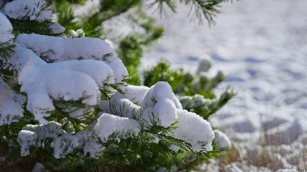 在寒冷的冬日的阳光下 长满了绿针的长满了白雪的松树枝条 针叶林中的云杉树枝上覆盖着白色绒毛层雪 美丽的风景冰冻的大自然 — 图库照片