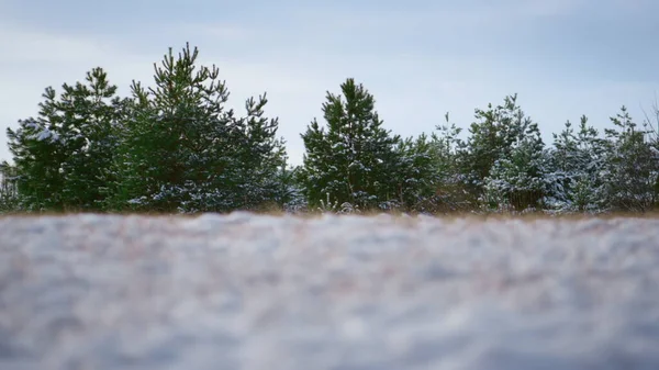 冬日的阴霾中 幼小的风景秀丽的针叶林 冰冷的绿色云杉站在阴冷的天空中 覆盖着白雪 前面是白雪覆盖的草地 美丽的风景冬季 — 图库照片