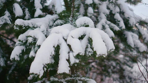 雪松树枝下的一层软软蓬松的雪片关闭 在阴冷的冬季 美丽的绿色云杉被刚刚落下来的雪覆盖着 长满白雪的针叶树 — 图库照片