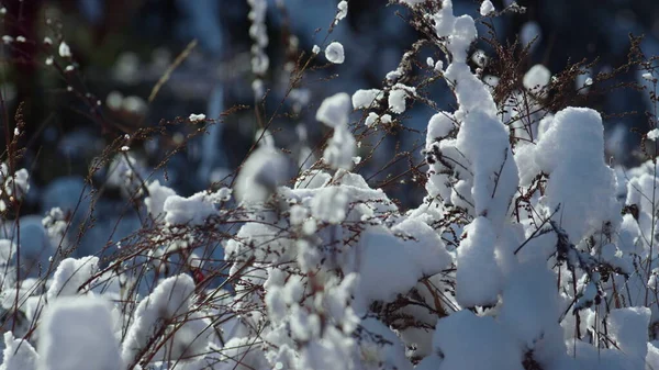 Feche Vegetação Seca Coberta Neve Sob Luz Solar Inverno Suave — Fotografia de Stock