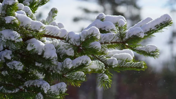 Зелене Снігове Гіллясте Хвойне Дерево Крупним Планом Красиві Зимові Пейзажі — стокове фото