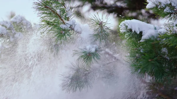 Rama Abeto Verde Exuberante Sacudiendo Nieve Blanca Suave Cerca Hermoso —  Fotos de Stock