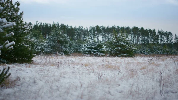 Kilátás Nyugodt Fagyos Téli Alatt Fehér Esett Borús Időben Zöld — Stock Fotó