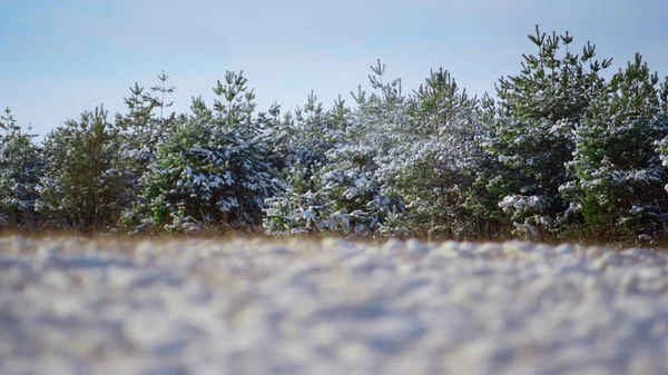 Fagyasztott Fiatal Havas Tűlevelű Erdő Kék Téli Égbolt Előtt Gyönyörű — Stock Fotó