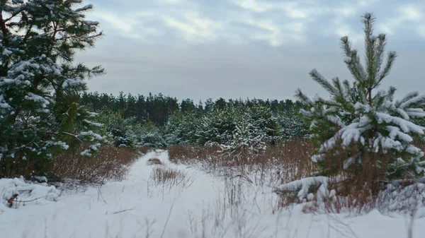 Gyönyörű Hófödte Tűlevelű Erdő Szürke Felhős Előtt Zöld Fenyőfák Állnak — Stock Fotó