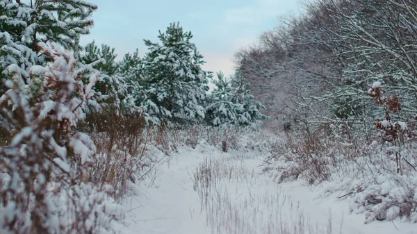 Tranquilo Paisaje Invernal Pintoresco Bosque Congelado Con Abetos Siempreverdes Bajo —  Fotos de Stock