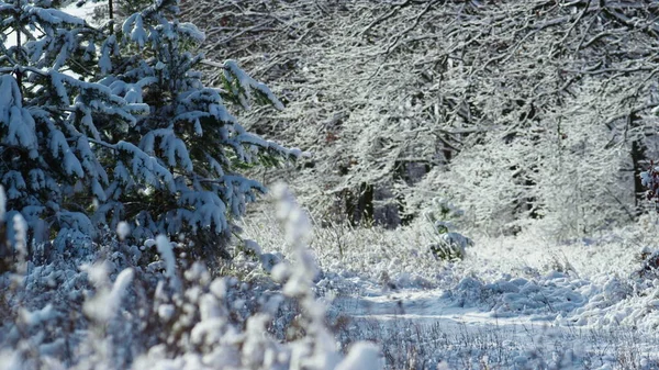 Belleza Tranquila Las Plantas Forestales Congeladas Día Soleado Helado Nieve —  Fotos de Stock