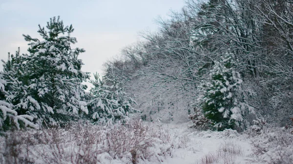 Beautiful view of forest lawn wintertime. Green snow-covered coniferous fir trees on foreground. Fresh fallen snow lying on ground with dry grass trees branches. Calm winter landscape frozen nature