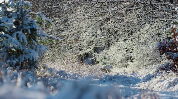 Bosque Hermoso Nevado Soleado Día Invierno Helado Nieve Blanca Suave —  Fotos de Stock