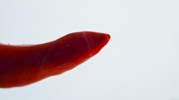 Chili Peper Laten Vallen Water Lichte Achtergrond Close Rode Kruidige — Stockvideo