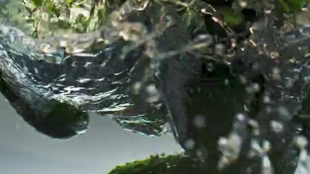 Органические Огурцы Брызгают Водой Крупным Планом Свежие Овощи Падают Жидкими — стоковое видео