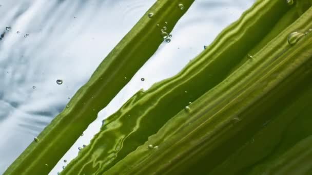 Talos Aipo Fresco Flutuando Closeup Líquido Transparente Ingrediente Orgânico Baixa — Vídeo de Stock