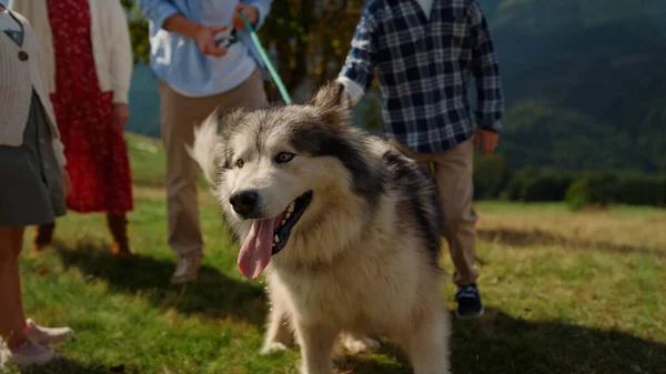 Happy Family Walking Pedigree Dog Using Leash Green Hill Sunny — Stock Photo, Image