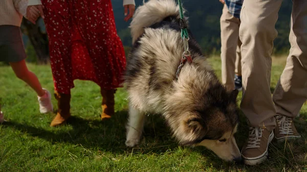 Active Family Walking Fluffy Husky Green Hill Summer Holiday Unknown — Stockfoto
