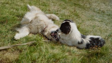 Active cute dogs wallow on green grass sunny day close up. Happy fluffy husky playing with white black mongrel pet on meadow. Adorable animals have fun together lying on ground summer weekend.