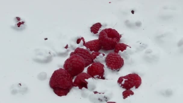 Tasty Red Raspberry Dropped Fresh Natural Yogurt Close Sweet Juicy — Stock Video