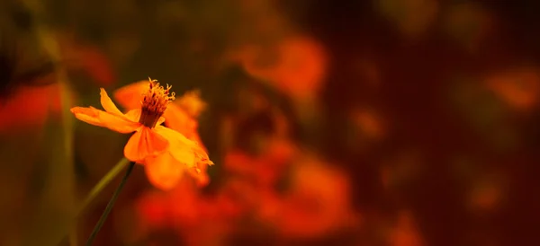 Rozmazané Červené Letní Podzimní Pozadí Žlutým Květem Slunci Nádherná Přírodní — Stock fotografie