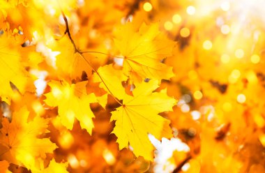Turuncu akçaağaç yaprakları ile sonbahar doğal arka planı, parlak manzaralar, afişler