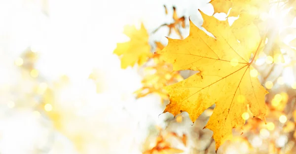 オレンジ色のカエデの葉 空と太陽の光 自然のボケと秋の背景 コピースペース バナーと秋の自然景観 — ストック写真