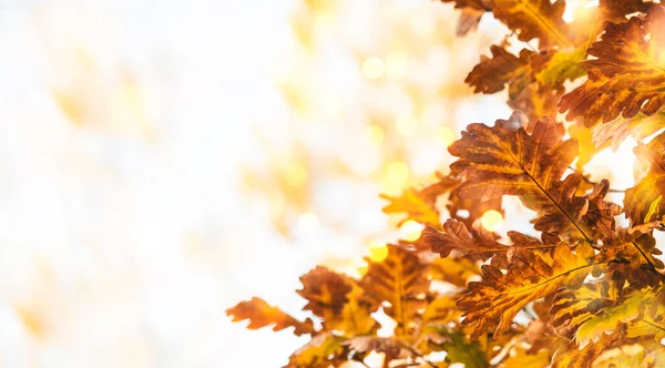 黄色の茶色のオークの葉を持つ秋の自然背景 コピースペースバナー — ストック写真